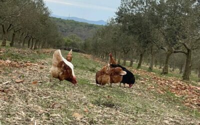 Najava predavanja: Ekološki uzgoj maslina